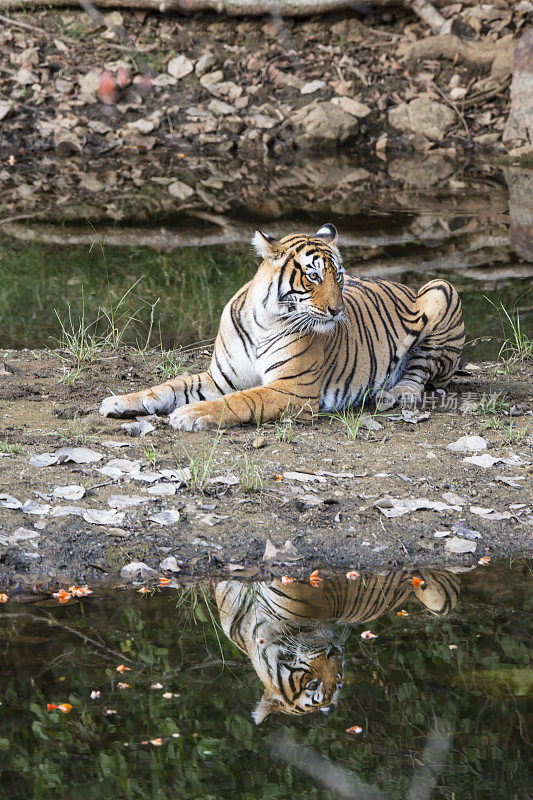 ranthambore国家公园的孟加拉虎(Panthera tigris tigris)